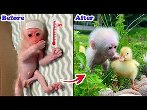 Baby monkey Annie's development with dad