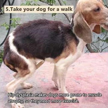 5 Top home treatment options for hip dysplasia in dogs-Parents Must Know