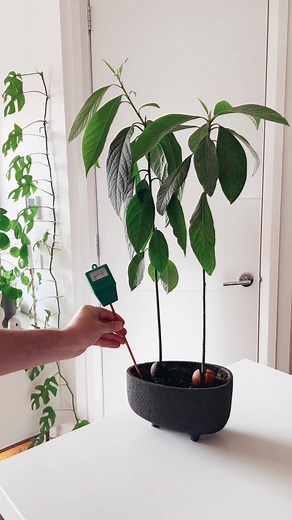 Ultimate Guide to Using Moisture Meters for Plants