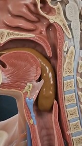 How We Swallow Food? | Digestive System 3D Animation 🤯 #shorts