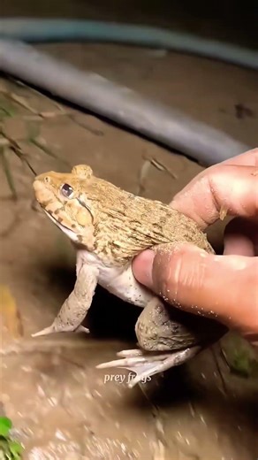 Catch big frogs funny | Try don't laugh | wepwep catching frogs make you laugh #shortsviral