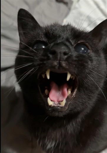 Understanding Black Cats: Playful Meatball Behavior