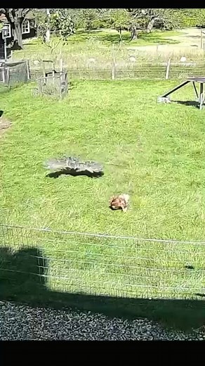 93K views · 578 reactions | A chicken was suddenly attacked by a falcon while eating in the yard. See how the goat saved the chicken's life in this video clip. #yourshotphotographer #kings_birds #your_best_birds #birdies #bestbirdshots #feather_perfection #nationalpark #earthcapture #birdphoto #pond | Eyes on nature | Facebook