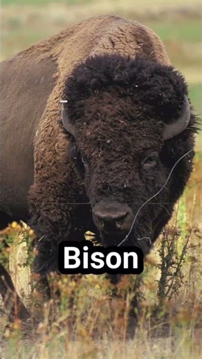 Top 5 Mind-Blowing Animal Facts
