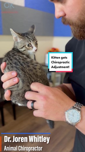 This little kitten was too cute & was referred to us by a veterinarian. You can see she is having some issues with her lower spine. We are trying to work around injury & make sure we dont cause any extra pain but also providing an adjustment to help her along. #chiropractic #chiropracticadjustment #chiropractortiktok #tiktokdoc #kitten #catvideo #animalchiropractic #fyp