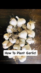 Check out this reel to learn how to plant your garlic cloves! Keep checking back to see more content on how to maintain your garlic all the way to harvest time!! #growinggarlic #gardeningforbeginners #gardenlife #gardeningideas #gardening #gardeningideas #gardenknowhow #garlic | Beebe Seed Co.