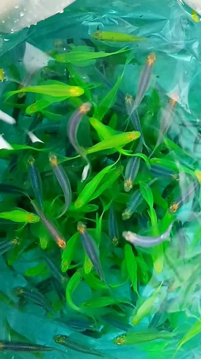 63 reactions · 36 shares | Long Fin Zebra #zebra #aquarium #reels #RS #fishfarm #Rajshahi | RS Color Fish Farm | Facebook