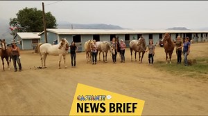 South Okanagan animal rescue service ALERT has taken over 80 animals out of evacuated properties to safer areas