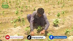 140K views · 2.1K reactions | Agriculture Department Punjab on Reels | Facebook