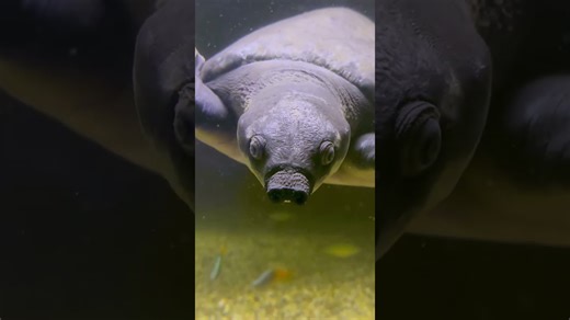 Pig-nosed turtle munches while floating gently in the water
