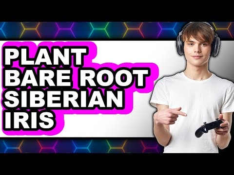 How to Plant Bare Root Siberian Iris (New 2025)