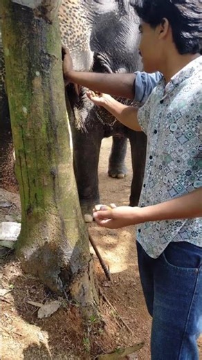 കള്ളി പെണ്ണ്. #poochengal_family #pallikkal_elephants