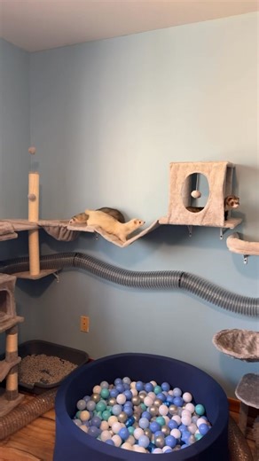 50K views · 1.4K reactions | Take a peek at the infamous ferret whisperer’s (Dietra) new ferret room! The fuzzies LOVE IT! What’s in your ferrets’ room? Share your photos and stories with us! #marshallferrets #thebestpet #ferretlove #ferretroom | Marshall Ferrets | Facebook