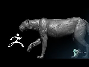 Tiger Anatomy Sculpting In Zbrush (Sketching) #1