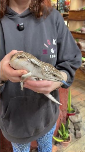 Meet the blue tongued skink - a large lizard native to Australia!