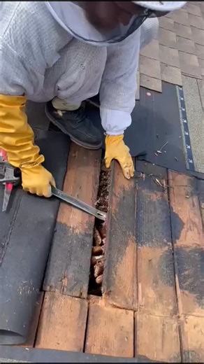 Get the bees removed by the best! If you have bees living inside your roof or walls — don’t panic, call Beecasso Live Bee Removal Inc. We safely remove and relocate the bees, clean out all the honeycomb, treat the area, and even repair the damage — all in one visit! 💪✨ Save the bees 🐝 — protect your home 🏡 📞 Call Beecasso today! #BeeRemoval #SaveTheBees #BeeRescue #LiveBeeRemoval #LosAngeles #OrangeCounty #Beecasso #BeeHive #BeeColony #RoofRepair #BeeRelocation | Beecasso Live Bee Removal In