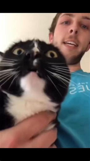 Cats that making strange sounds 🎧