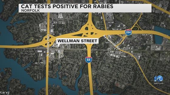Rabid cat found in Norfolk neighborhood, euthanized