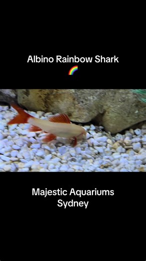 Albino Rainbow Shark: The Unique Fish for Aquariums