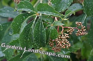 Care of the garden: Is ivy poisonous to humans and animals? | 2025