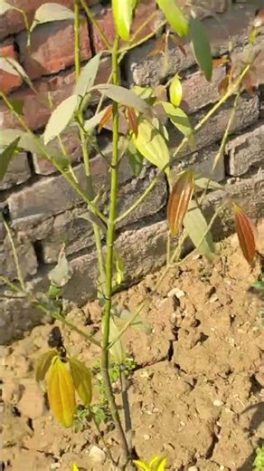 I Grew Bay Leaves in My Garden