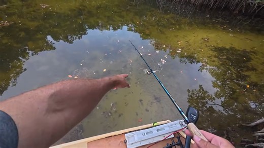 They thought it was just a survival practice until fish started attacking, caught on camera