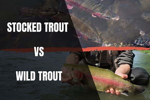 Stocked Trout Vs Wild Trout: A Complete Guide - Begin To Fish