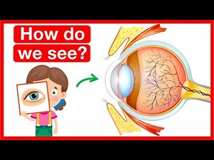How our eyes work? 👁️ | Human eye anatomy | Easy learning video | 5 senses