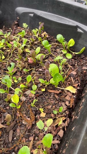 Leftover Microgreens for Chickens, Instead of Composting