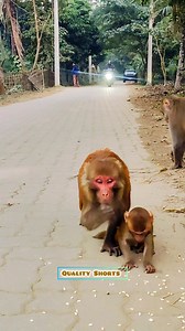 2.2K views · 32 reactions | . . . #monkey #reaction #QualityShorts | Quality Shorts | Facebook