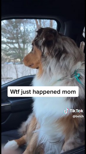 He was traumatized 🤣 (via: @shepherdsofmn)
