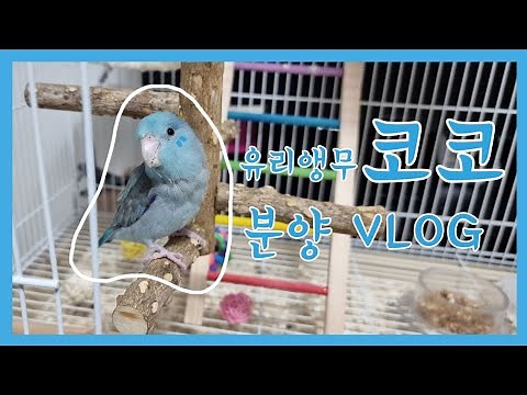 [유리앵무 분양 VIOG]리프패럿|분양|우리가족 코코를 소개합니다~