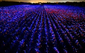 This illuminated field isn't just pretty - it's helping to grow crops