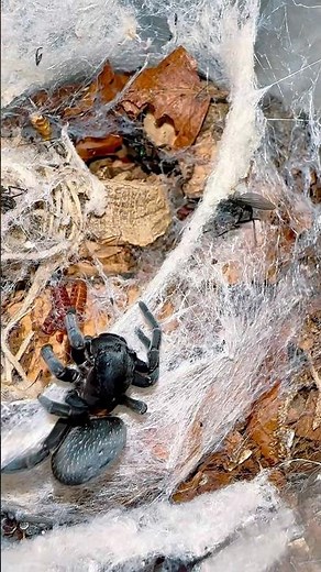 Someone’s hungry! #velvetspider