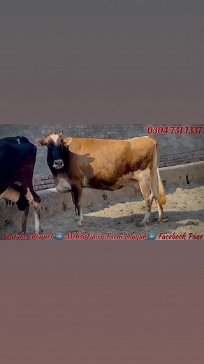 Mashallah Pure jersey Cow Available At Mehdi Dairy Farm Layyah #jerseycow #cow #cowfarming #dairyfarming | Mehdi Dairy Farm Layyah