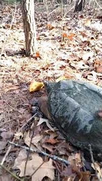 Snapping Turtle 🐢#park