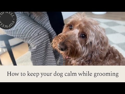 How to keep your dog calm, while grooming