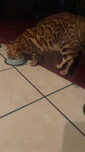 Bengal Cats: The Ultimate Guide for Cat Lovers