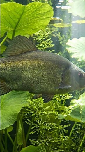 Why is the Tench called the "Doctor Fish"?