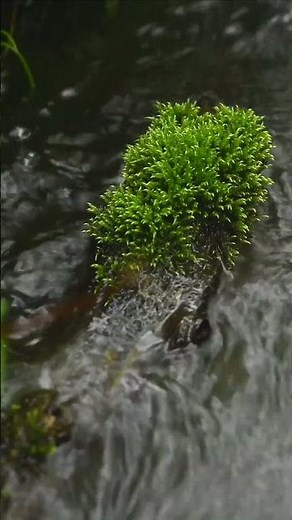 Let Go with Natural Flowing Water Sounds