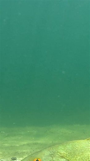 When water temps rise fish can get lethargic and a simple wacky rig presentation is a great way to trigger strikes. #wackyrig #wackyworm #bassfishingbaits #bassfisinglures #smallmouthfishing #smallmouthbass #wormfishing #largemouthfishing #FreshBaitz | Fresh Baitz