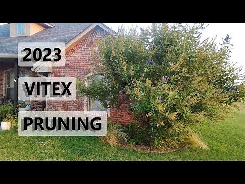 2023 Vitex Tree Pruning