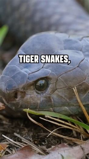 Tiger Snake Venom vs Giant Taipan Venom | Brave Wilderness