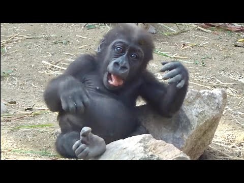 Gorilla⭐️Kintaro drumming his chest(belly) is very cute.【Momotaro family】