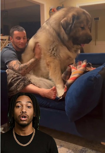 Le Berger du Caucase : un chien protecteur comme un lion