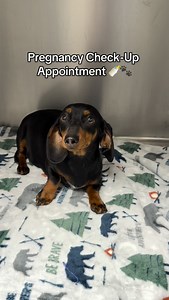 🐾✨ Pregnant Pup Check-Up! ✨🐾 �This sweet mama-to-be came in for her prenatal appointment today — and she’s doing amazing! 💖🐶 We took X-rays to count her puppies and confirmed she’s carrying FOUR little dachshund babies! 🐾🐾🐾🐾 �Then we performed an ultrasound to check heartbeats and make sure every puppy looks healthy — which is SO important for monitoring growth and catching any concerns early. 💓🩺 Mama is healthy, the pups look great, and she’s going to be an incredible mom! 🥰🌼👶🐶 | 