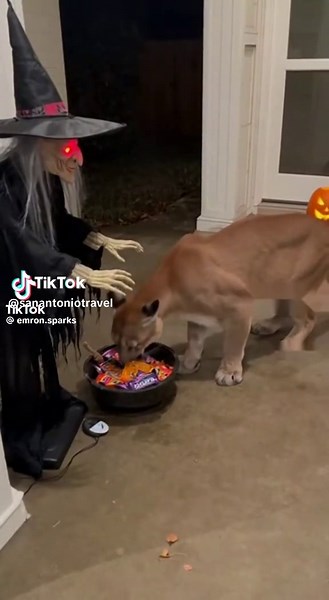 Halloween Jump Scare Ideas for Fun Celebrations