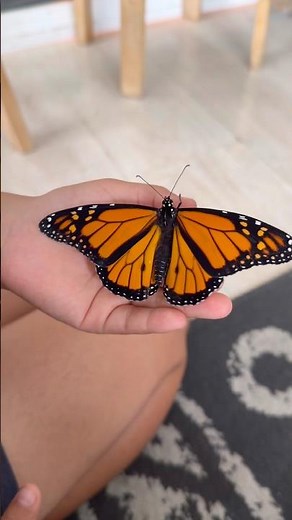 The lifecycle of a Monarch Butterfly 🦋 Educational Shorts for Kids