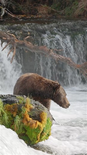 Hey, babe. Take a walk on the wild side. - Lou Reed Do-do-do, do-do-do, do-do-do Do-do-do, do-do-do, do-do-do | Just a Little Light Fine Photography