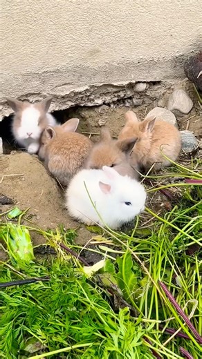Mini baby rabbits, maximum cuteness🟢🐰💜#short
